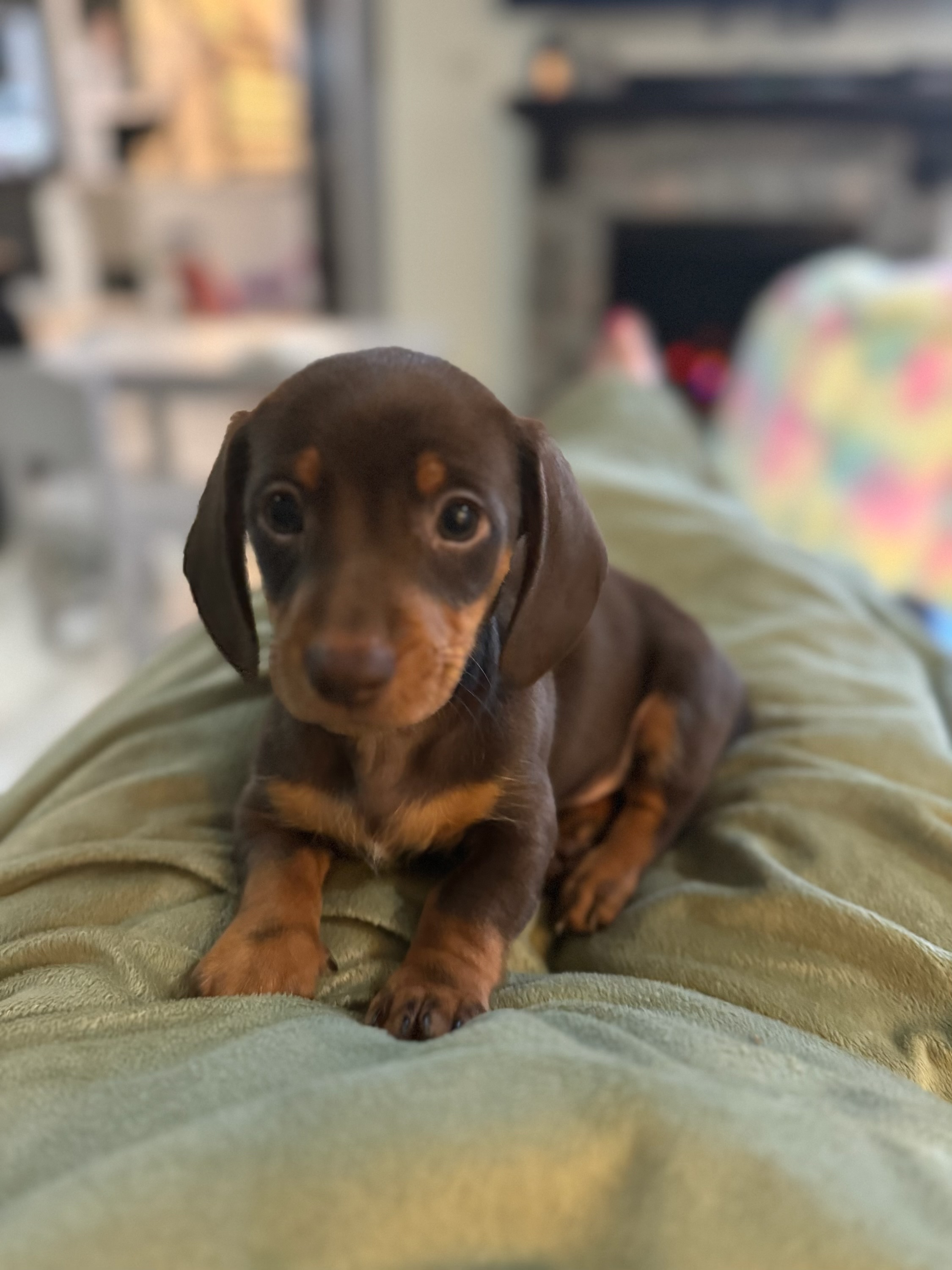 Dachshund resting comfortably at home